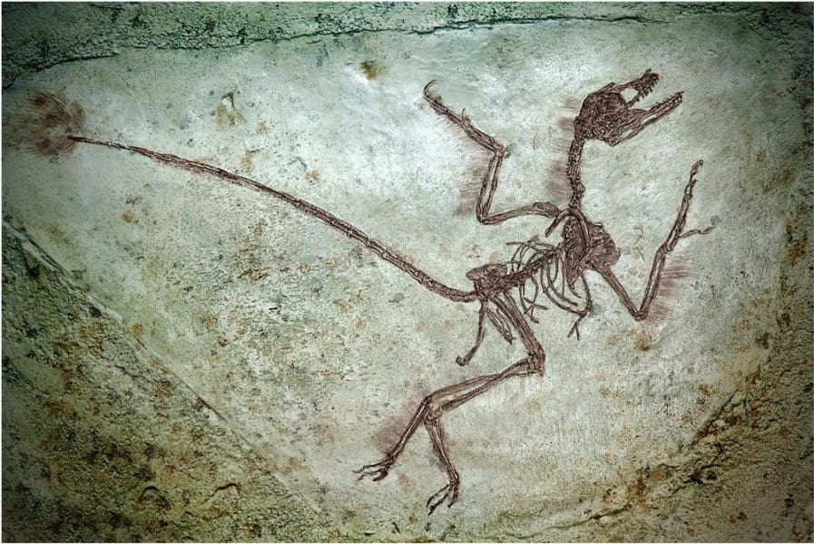 Bones_Phoenesse_2