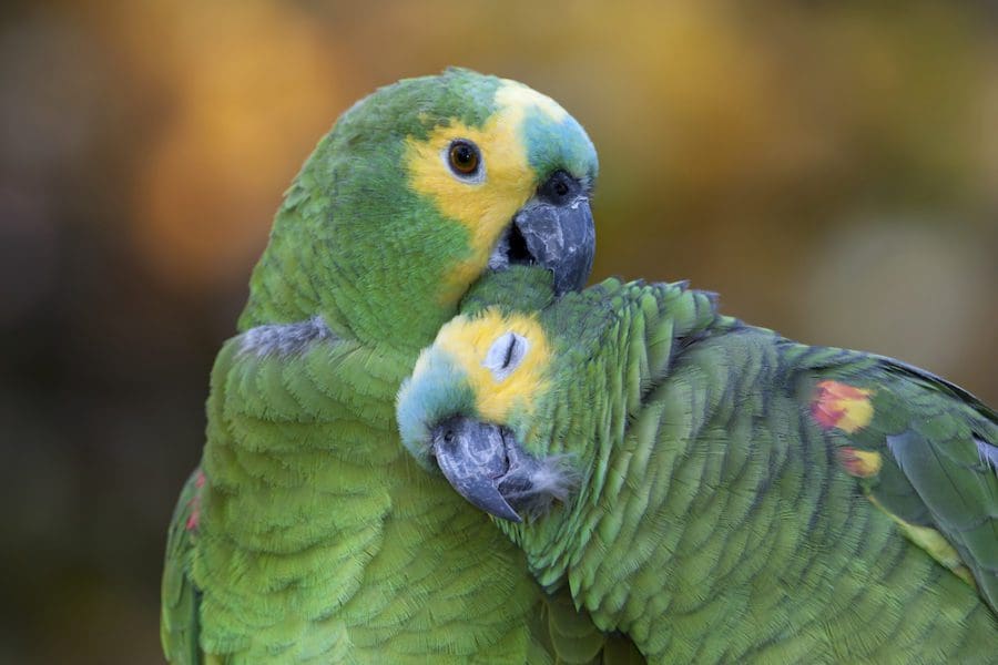 The Pull_Love birds_Phoenesse